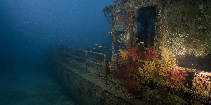 épave de cargo en Méditerranée recouverte de gorgones rouges