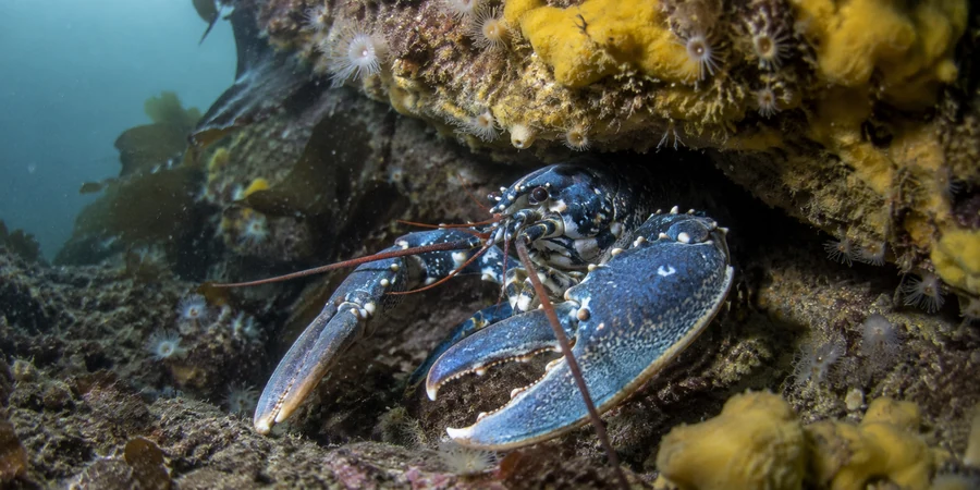 faune sous-marine