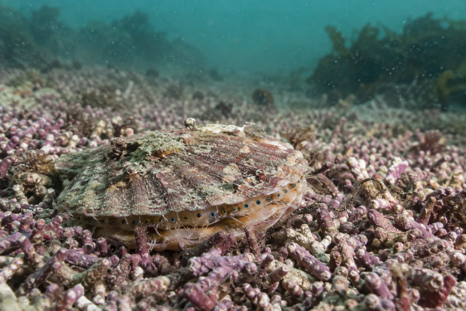 Banc de maërl rose et blanc avec une coquille Saint-Jacques à demi enfouie