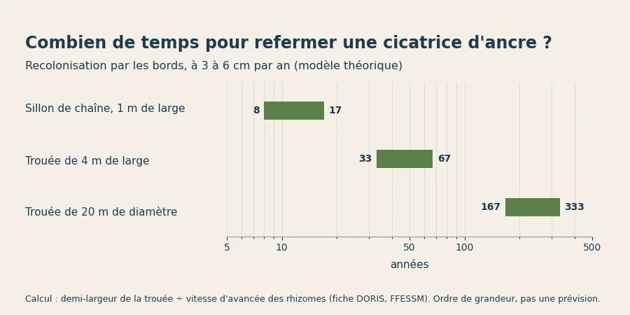 Graphique de la durée théorique de recolonisation d'une cicatrice d'ancre dans un herbier de posidonie, de 8 à 333 ans selon la taille