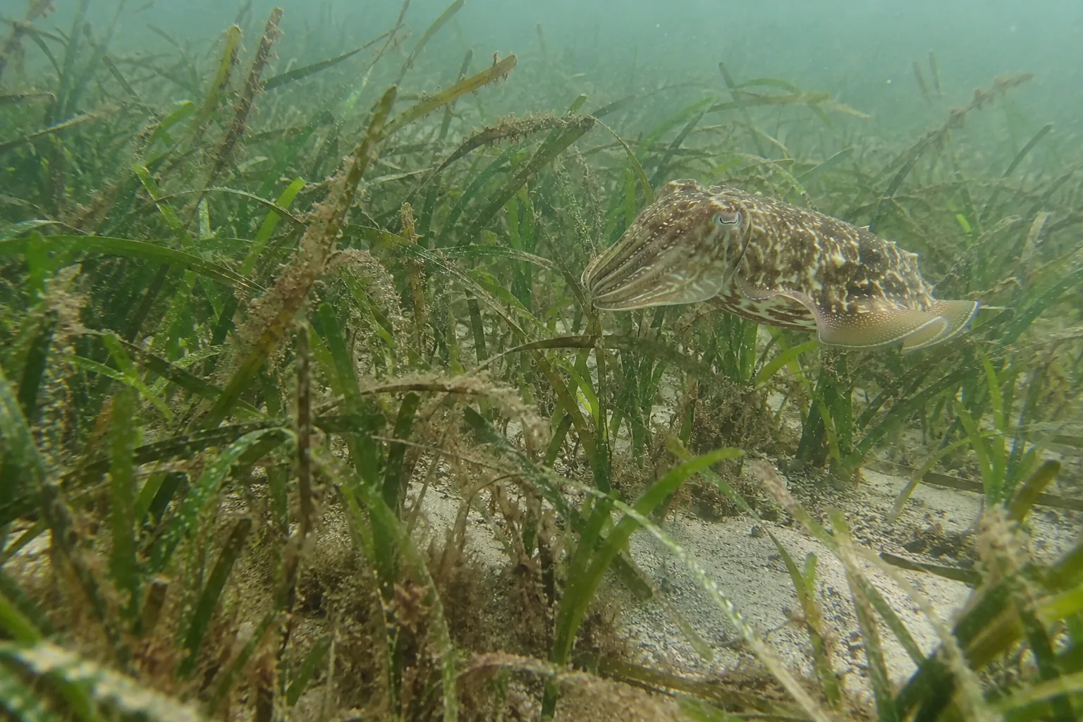 Seiche camouflée au-dessus d'un herbier de zostères aux longues feuilles vertes