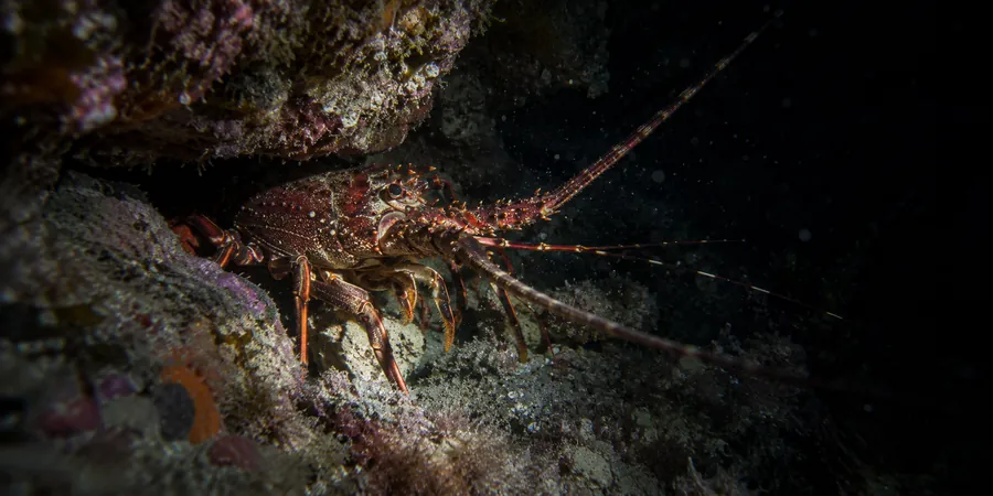 Langouste rouge dans une faille rocheuse, éclairée par une lampe de plongée de nuit