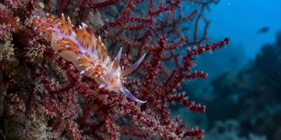 Nudibranche coloré posé sur une gorgone rouge, vue macro sous-marine