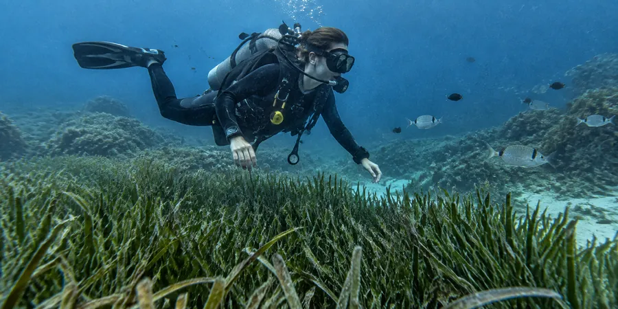 Plongeur en flottabilité neutre au-dessus d'un herbier de posidonie en Méditerranée, palmes relevées sans toucher le fond.