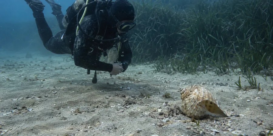 Plongeur en flottabilité neutre observant sans la toucher une coquille de tonne cannelée posée sur le sable en Méditerranée